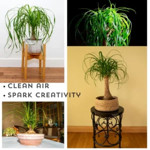 Ponytail Palm Plants 12 to 16 Inc Tall, Bonsai Palm Live Tree in 4 Inc Tall Potted, Houseplant Beaucarnea Recurvata, Easy to Grow Live Indoor Plant in Indoors Garden