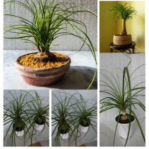 Ponytail Palm Plants 12 to 16 Inc Tall, Bonsai Palm Live Tree in 4 Inc Tall Potted, Houseplant Beaucarnea Recurvata, Easy to Grow Live Indoor Plant in Indoors Garden