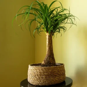 Ponytail Palm Plants 12 to 16 Inc Tall, Bonsai Palm Live Tree in 4 Inc Tall Potted, Houseplant Beaucarnea Recurvata, Easy to Grow Live Indoor Plant in Indoors Garden