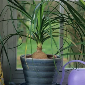 Ponytail Palm Plants 12 to 16 Inc Tall, Bonsai Palm Live Tree in 4 Inc Tall Potted, Houseplant Beaucarnea Recurvata, Easy to Grow Live Indoor Plant in Indoors Garden