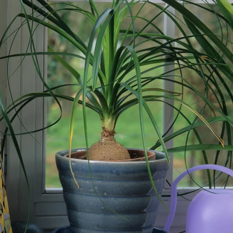 Ponytail Palm Plants 12 to 16 Inc Tall, Bonsai Palm Live Tree in 4 Inc Tall Potted, Houseplant Beaucarnea Recurvata, Easy to Grow Live Indoor Plant in Indoors Garden