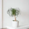 Live Ponytail Palm Plants Bonsai, 12 to 16 Inc Tall in 4 Inc Tall Potted, Houseplant Beaucarnea Recurvata, Easy to Grow Live Palm Indoor Outdoor Gardening