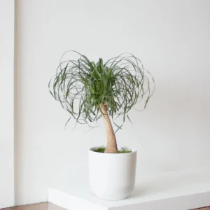 Live Ponytail Palm Plants Bonsai, 12 to 16 Inc Tall in 4 Inc Tall Potted, Houseplant Beaucarnea Recurvata, Easy to Grow Live Palm Indoor Outdoor Gardening