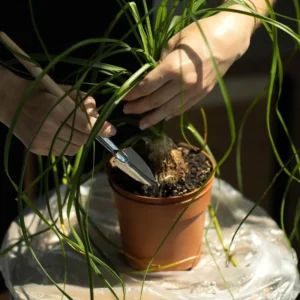Live Ponytail Palm Plants Bonsai, 12 to 16 Inc Tall in 4 Inc Tall Potted, Houseplant Beaucarnea Recurvata, Easy to Grow Live Palm Indoor Outdoor Gardening