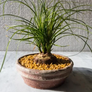 Set 2 Ponytail Palm Trees Live Plants, 12 to 16 Inc Tall, Bonsai Palm Live Tree in 4 Inc Tall Potted, Houseplant Beaucarnea Recurvata, Easy to Grow Live Indoor Plant in Indoors Garden