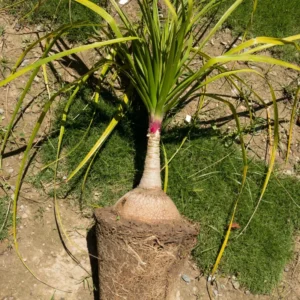 Set 2 Ponytail Palm Trees Live Plants, 12 to 16 Inc Tall, Bonsai Palm Live Tree in 4 Inc Tall Potted, Houseplant Beaucarnea Recurvata, Easy to Grow Live Indoor Plant in Indoors Garden