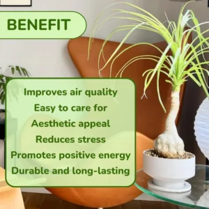 1-2 Feet Tall Live Ponytail Palm Plants Trees, Houseplant Bonsai in 4 Inc Tall Potted, Beaucarnea Recurvata, Easy to Grow Live Palm Indoor Outdoor Gardening