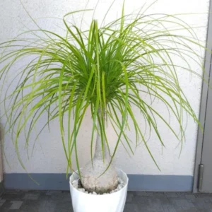 1-2 Feet Tall Live Ponytail Palm Plants Trees, Houseplant Bonsai in 4 Inc Tall Potted, Beaucarnea Recurvata, Easy to Grow Live Palm Indoor Outdoor Gardening
