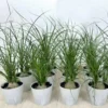 Bonsai Ponytail Palm Plants 12 to 16 Inc Tall Potted, Houseplant Beaucarnea Recurvata, Easy to Grow Live Indoors Garden Palm Live Tree in 4 Inc Tall Potted