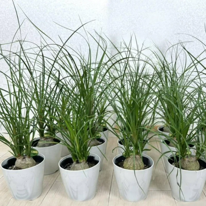 Bonsai Ponytail Palm Plants 12 to 16 Inc Tall Potted, Houseplant Beaucarnea Recurvata, Easy to Grow Live Indoors Garden Palm Live Tree in 4 Inc Tall Potted