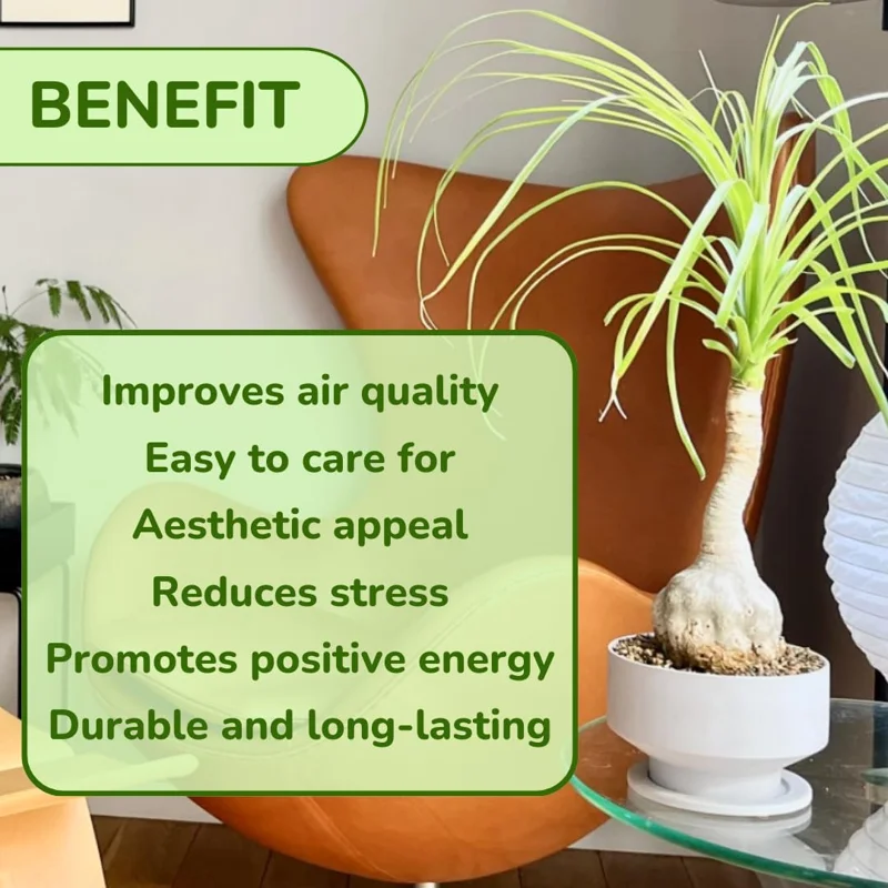 Bonsai Ponytail Palm Plants 12 to 16 Inc Tall Potted, Houseplant Beaucarnea Recurvata, Easy to Grow Live Indoors Garden Palm Live Tree in 4 Inc Tall Potted