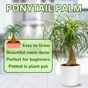 Bonsai Ponytail Palm Plants 12 to 16 Inc Tall Potted, Houseplant Beaucarnea Recurvata, Easy to Grow Live Indoors Garden Palm Live Tree in 4 Inc Tall Potted