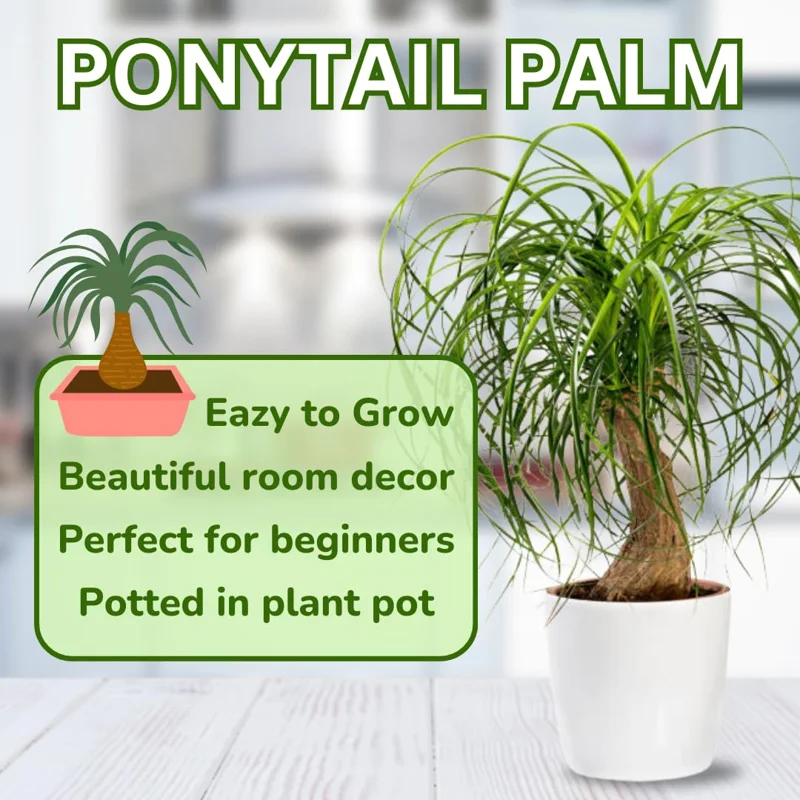 Bonsai Ponytail Palm Plants 12 to 16 Inc Tall Potted, Houseplant Beaucarnea Recurvata, Easy to Grow Live Indoors Garden Palm Live Tree in 4 Inc Tall Potted