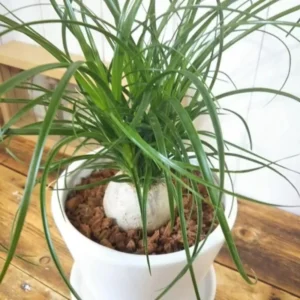 Bonsai Ponytail Palm Plants 12 to 16 Inc Tall Potted, Houseplant Beaucarnea Recurvata, Easy to Grow Live Indoors Garden Palm Live Tree in 4 Inc Tall Potted