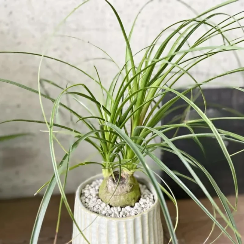 Bonsai Ponytail Palm Plants 12 to 16 Inc Tall Potted, Houseplant Beaucarnea Recurvata, Easy to Grow Live Indoors Garden Palm Live Tree in 4 Inc Tall Potted