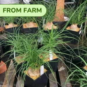 Bonsai Ponytail Palm Plants 12 to 16 Inc Tall Potted, Houseplant Beaucarnea Recurvata, Easy to Grow Live Indoors Garden Palm Live Tree in 4 Inc Tall Potted