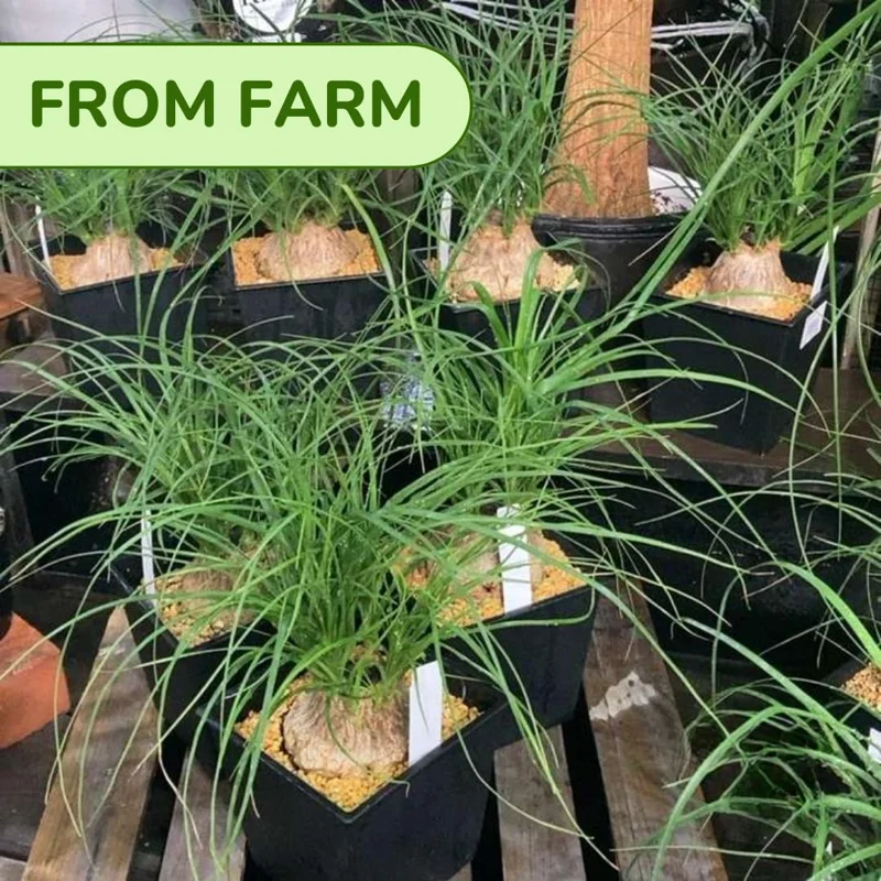 Bonsai Ponytail Palm Plants 12 to 16 Inc Tall Potted, Houseplant Beaucarnea Recurvata, Easy to Grow Live Indoors Garden Palm Live Tree in 4 Inc Tall Potted