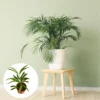 Parlor Palm Tree Live Plant, Chamaedorea Elegans Palm in 2 Inc Tall Potted, Houseplant Neanthe Bella Palm Tree Plant, Live House Plants Indoors