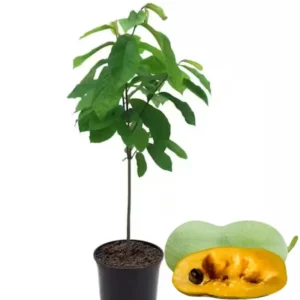 Set 2 Pawpaw Trees 1 Year Old Bare Root, No Pot, Established Root, Paw Paw Live Plant, Asimina Triloba, Paw Paw Tree Seedlings