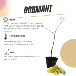 Set 2 Pawpaw Trees 1 Year Old Bare Root, No Pot, Established Root, Paw Paw Live Plant, Asimina Triloba, Paw Paw Tree Seedlings