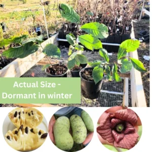 Set 2 Pawpaw Trees 1 Year Old Bare Root, No Pot, Established Root, Paw Paw Live Plant, Asimina Triloba, Paw Paw Tree Seedlings