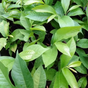 Set 2 Pawpaw Trees 1 Year Old Bare Root, No Pot, Established Root, Paw Paw Live Plant, Asimina Triloba, Paw Paw Tree Seedlings