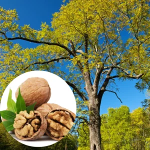 Set of 5 Black Walnut Seedlings, Walnut Trees Live Plants 12 to 18 Inc Tall, Bare Roots, Dormant, 1-Year-Old, Well-Rooted