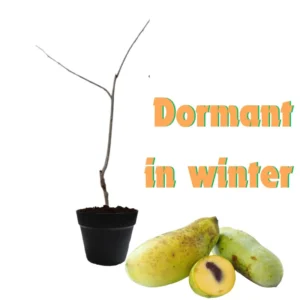 Set 2 Pawpaw Trees 1 Year Old Bare Root, No Pot, Established Root, Paw Paw Live Plant, Asimina Triloba, Paw Paw Tree Seedlings