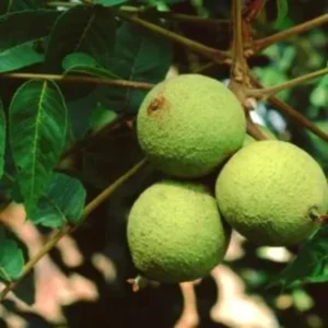 Set of 5 Black Walnut Seedlings, Walnut Trees Live Plants 12 to 18 Inc Tall, Bare Roots, Dormant, 1-Year-Old, Well-Rooted