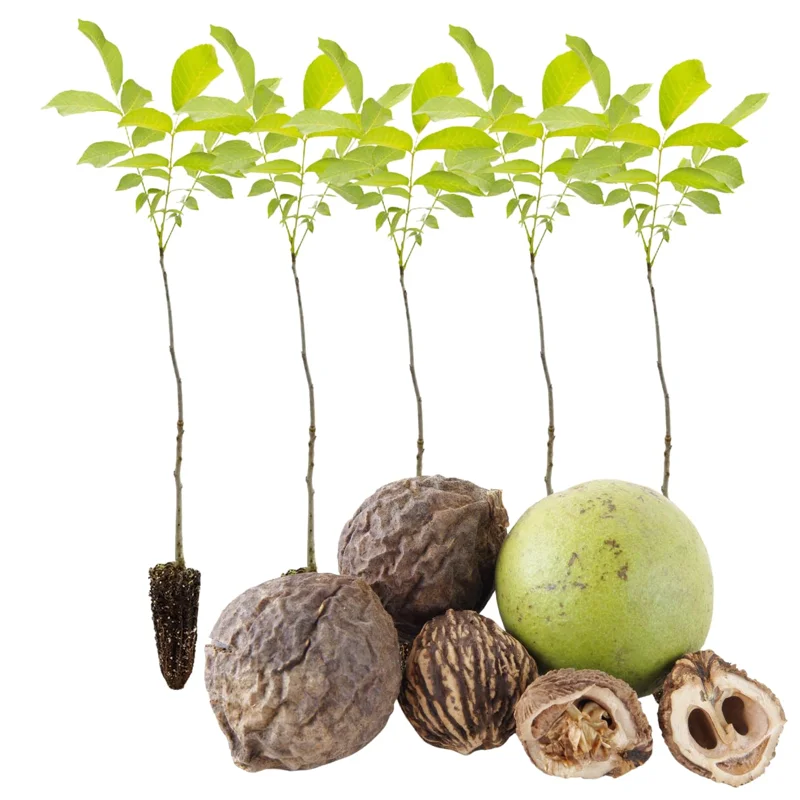 Bulk 5 Black Walnut Trees Live Plants Seedlings, 1-Year-Old, Well-Rooted, 12 to 18 Inc Tall, Bare Roots, Dormant, Spring Bloom