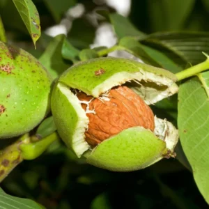 Bulk 5 Black Walnut Trees Live Plants Seedlings, 1-Year-Old, Well-Rooted, 12 to 18 Inc Tall, Bare Roots, Dormant, Spring Bloom