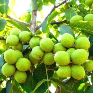 Bulk 5 Black Walnut Trees Live Plants Seedlings, 1-Year-Old, Well-Rooted, 12 to 18 Inc Tall, Bare Roots, Dormant, Spring Bloom