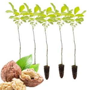 Bundle 5 Black Walnut Trees Live Plants Seedlings, 12 to 18 Inc Tall, Bare Roots, Dormant, Spring Bloom, 1-Year-Old, Well-Rooted