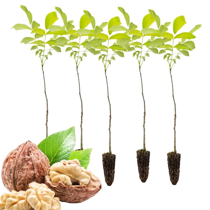 Bundle 5 Black Walnut Trees Live Plants Seedlings, 12 to 18 Inc Tall, Bare Roots, Dormant, Spring Bloom, 1-Year-Old, Well-Rooted