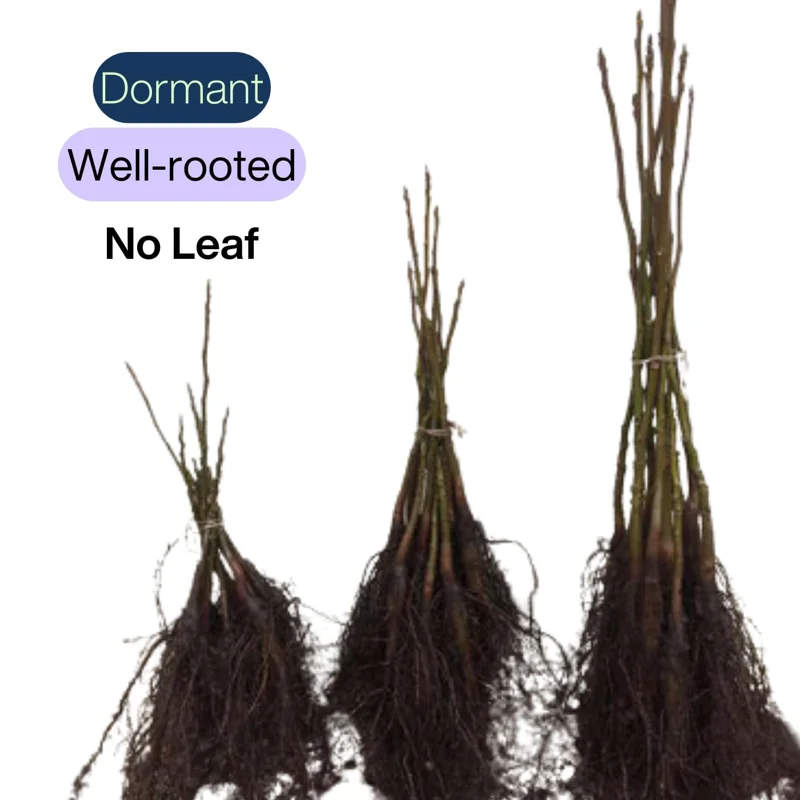 Bundle 5 Black Walnut Trees Live Plants Seedlings, 12 to 18 Inc Tall, Bare Roots, Dormant, Spring Bloom, 1-Year-Old, Well-Rooted