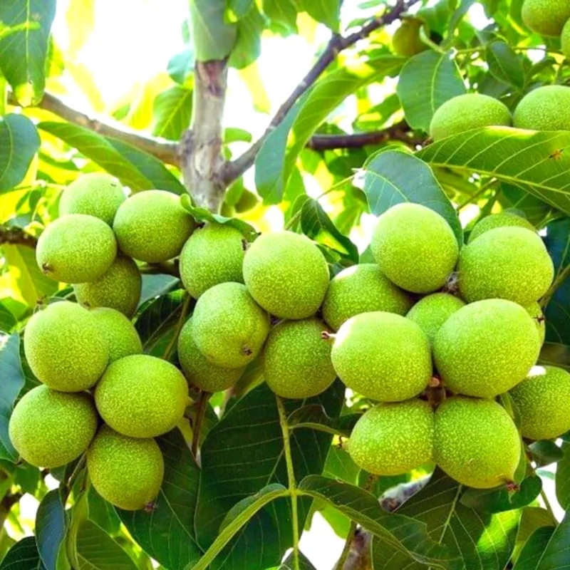 Bundle 5 Black Walnut Trees Live Plants Seedlings, 12 to 18 Inc Tall, Bare Roots, Dormant, Spring Bloom, 1-Year-Old, Well-Rooted