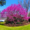 Combo 5 Redbud Trees Seedlings for Planting, 12-18 Inch Dormant, Winter Hardy, Eastern Red Bud Trees Live Plants, Purple Pink Redbud Flower