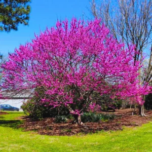 Combo 5 Redbud Trees Seedlings for Planting, 12-18 Inch Dormant, Winter Hardy, Eastern Red Bud Trees Live Plants, Purple Pink Redbud Flower