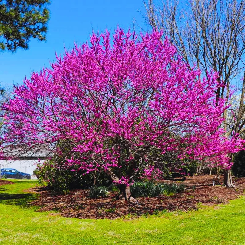 Combo 5 Redbud Trees Seedlings for Planting, 12-18 Inch Dormant, Winter Hardy, Eastern Red Bud Trees Live Plants, Purple Pink Redbud Flower