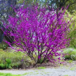 Combo 5 Redbud Trees Seedlings for Planting, 12-18 Inch Dormant, Winter Hardy, Eastern Red Bud Trees Live Plants, Purple Pink Redbud Flower