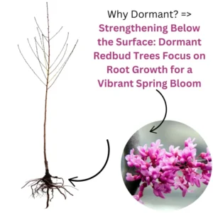 Combo 5 Redbud Trees Seedlings for Planting, 12-18 Inch Dormant, Winter Hardy, Eastern Red Bud Trees Live Plants, Purple Pink Redbud Flower