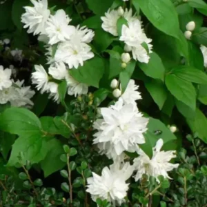 Combo 10 Snowflake Mock Orange Shrub Live Plant, 12-24
