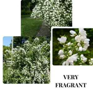 Combo 10 Snowflake Mock Orange Shrub Live Plant, 12-24