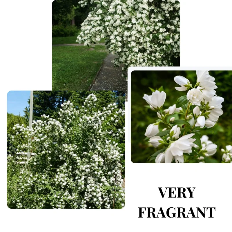 Combo 10 Snowflake Mock Orange Shrub Live Plant, 12-24" Philadelphus Live Shrubs Outdoor Planting, Bare Root, Dormant, Spring Bud Break for Easy Planting