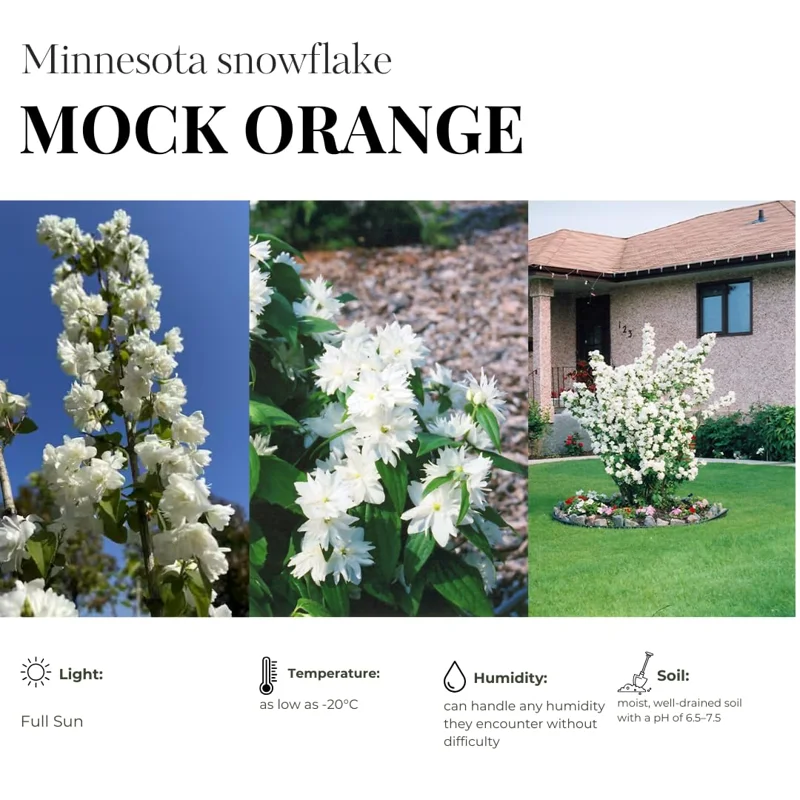 Combo 10 Snowflake Mock Orange Shrub Live Plant, 12-24" Philadelphus Live Shrubs Outdoor Planting, Bare Root, Dormant, Spring Bud Break for Easy Planting