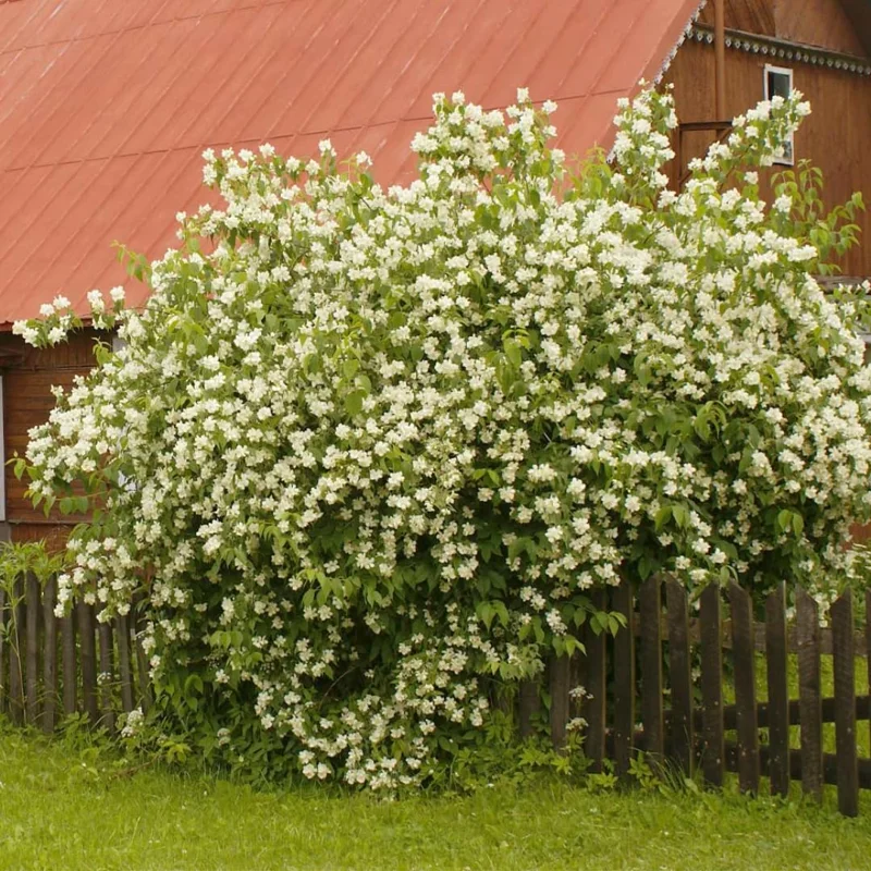 Combo 10 Snowflake Mock Orange Shrub Live Plant, 12-24" Philadelphus Live Shrubs Outdoor Planting, Bare Root, Dormant, Spring Bud Break for Easy Planting