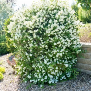 Combo 10 Snowflake Mock Orange Shrub Live Plant, 12-24