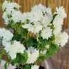 Bundle 10 Mock Orange Shrub Live Plant, Snowflake Mock Orange Trees 12-24" Philadelphus Live Shrubs Outdoor Planting, Bare Root, Dormant, Very Fragrant