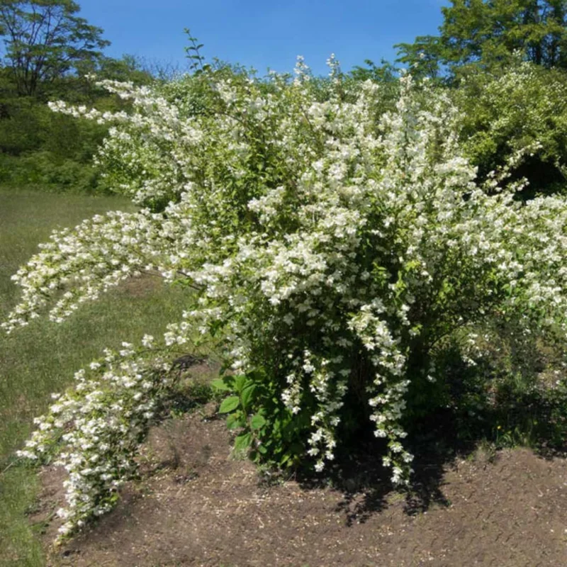 Bundle 10 Mock Orange Shrub Live Plant, Snowflake Mock Orange Trees 12-24" Philadelphus Live Shrubs Outdoor Planting, Bare Root, Dormant, Very Fragrant