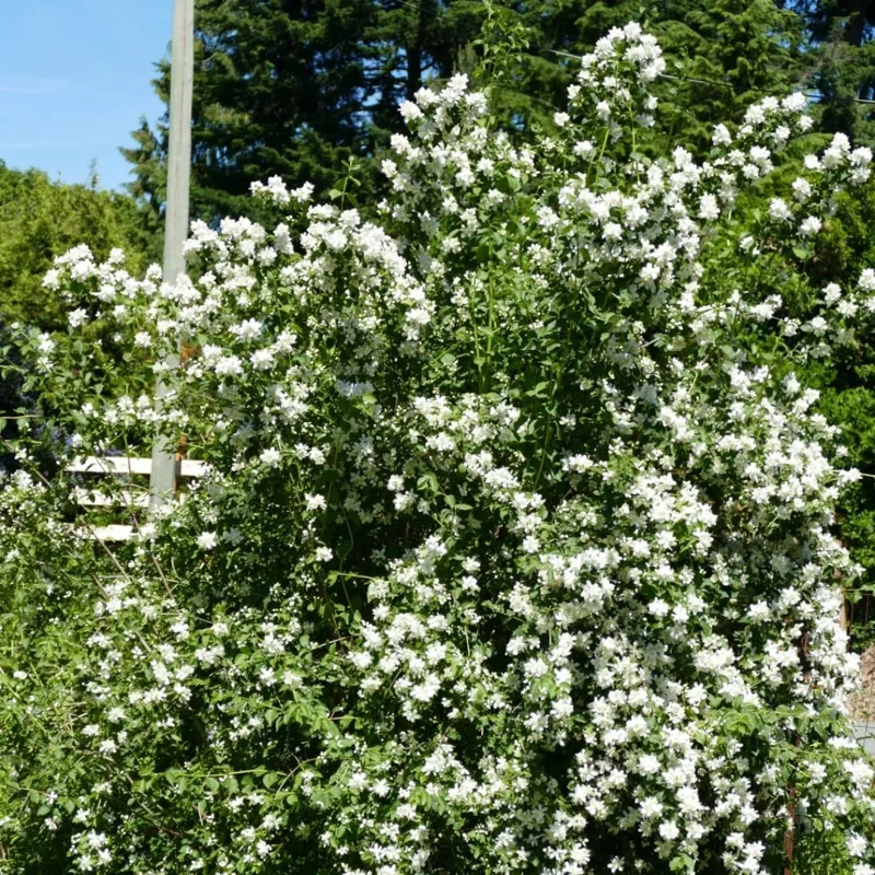 Sets 10 Mock Orange Shrub Live Plant, 1 to 2 Feet Tall Snowflake Philadelphus Live Shrubs Outdoor Planting, Bare Root, Dormant, Fragrant And Easy Planting